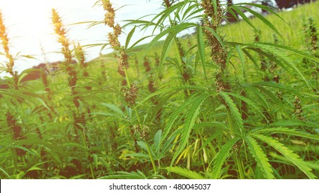 Hemp Field