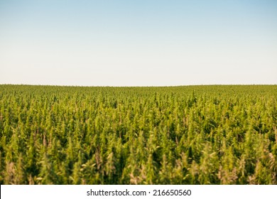 hemp field on the prairies