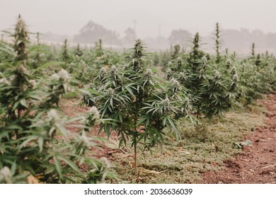 Hemp Field In Oregon Wildfire Smoke