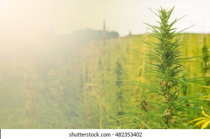 Hemp Flower Buds In A Field With Shallow Background