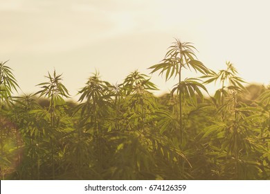 Hemp Industrial Plantation 