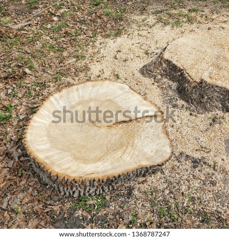 Similar – city tree Tree trunk