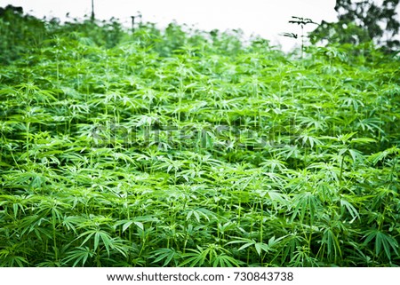 Hemp forest Smoking