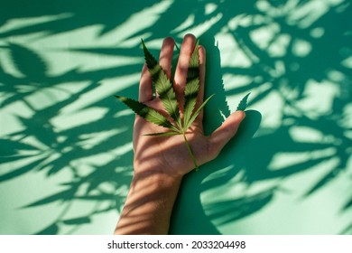 Hemp leaf in hand on mint background with contrasting shadows of cannabis bush. Top view, flat lay style. Medicine, legalization CBD
