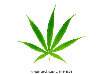 Marijuana Cannabis Leaf Logo Formal Medicine Stock Vector (Royalty Free ...