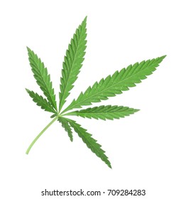 Hemp Leaf On White Background Stock Photo 709284283 | Shutterstock