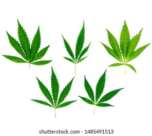 Hemp Leaves On Transparent Background.