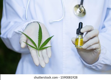 Hemp Oil And Cannabis Leaves In The Hands Of Doctors Or Researchers, Background With Stethoscope, Alternative Medicine Concepts, Cbd Oil, Pharmaceutical And Treatment Industries Herbal Oil Extraction.