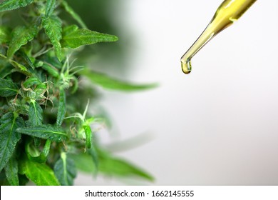  Hemp Oil Cbd, Cannabis Herb And Leaves For Treatment, Extract From Hemp Oil.