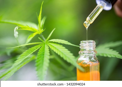 Hemp Oil, A Woman Holding A Dropper With An Oil Product, Cannabis CBD Oil.