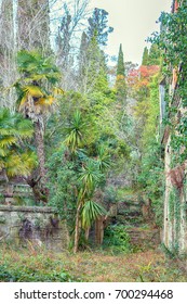 Hemp Palm Chamaerops, Abandoned Manor With Park, Lost Paradise, Mass Exodus. Romantic Nostalgic Picture Of Abandoned Palace And Desolate Gardens