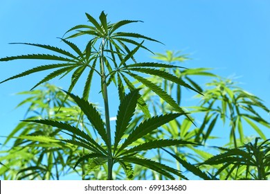 Hemp Plants Against A Blue Sky. Hemp Plants Are Used For Animal Food, Textiles, Bioplastics And Biofuel. Industrial Hemp Derives From The Species Cannabis Sativa But Has Lower Concentrations Of THC.