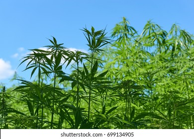 Hemp Plants Against A Blue Sky. Hemp Plants Are Used For Animal Food, Textiles, Bioplastics And Biofuel. Industrial Hemp Derives From The Species Cannabis Sativa But Has Lower Concentrations Of THC.