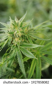 Hemp plants: Cannabis with illegal THC (Tetrahydrocanabinol) and legal CDB (Cannabidiol) used for medical treatment home grown