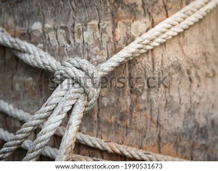 Hemp rope is tied in a knot to a large tree trunk. Selective focus.