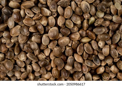 Hemp seeds background in macro shoot. close up image of hemp cannabis seeds. medical cannabis. technical cannabis