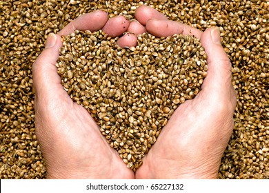 Hemp seeds, held by woman hands, shaping a heart.