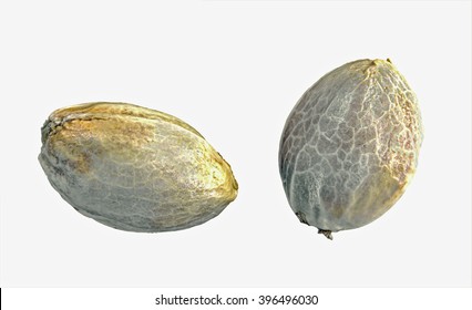 99,287 Weed seed Images, Stock Photos & Vectors | Shutterstock