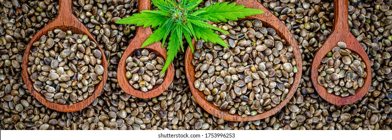 Hemp seeds in wooden spoons and green plant, top view. Wooden spoon with Hemp seeds and green leaves, closeup macro, banner