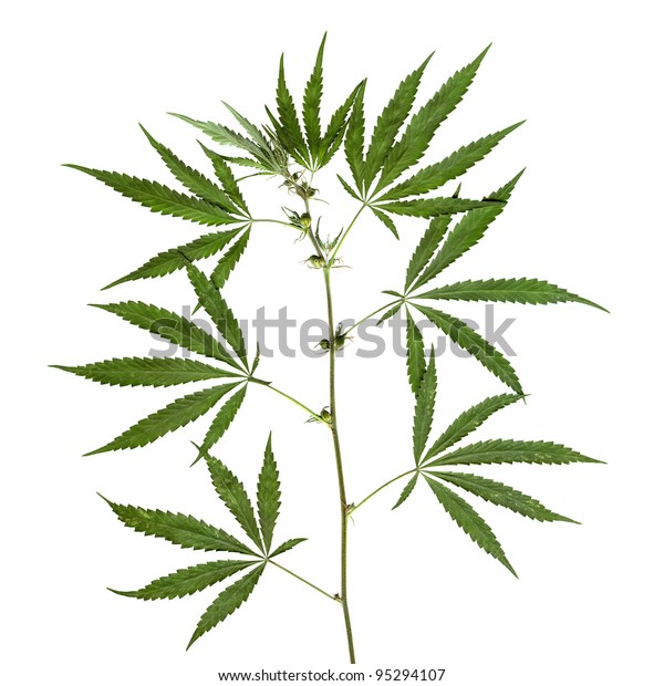 Hemp Stalk Stock Photo 95294107 | Shutterstock