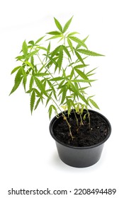 Hemp Tree Or Cannabis In Black Pot Isolated On White Background.