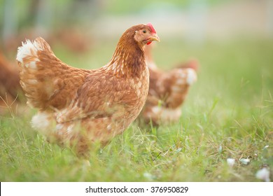 母雞的圖片、庫存照片和向量圖| Shutterstock
