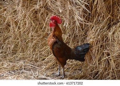 Hen