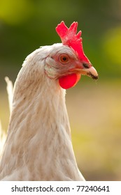 Hen