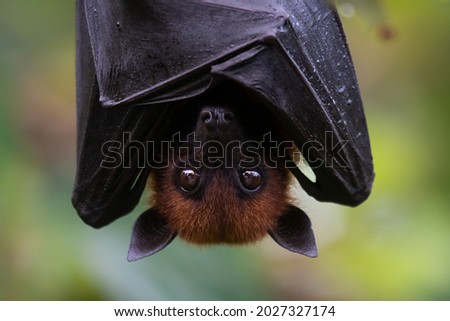 The hen bat hangs its head down and wraps it with its wings