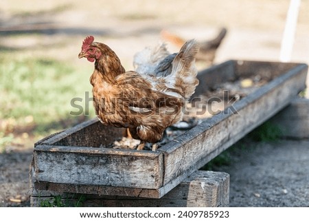 A hen behind the feeder of a chicken coop Сток-фото © 