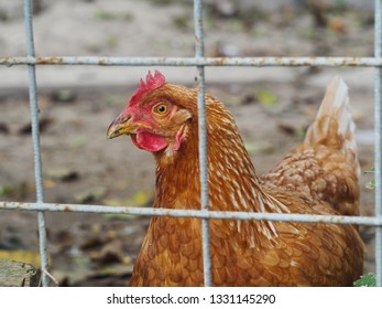 Hen Behind Wire Fence Stock Photo 1331145290 | Shutterstock