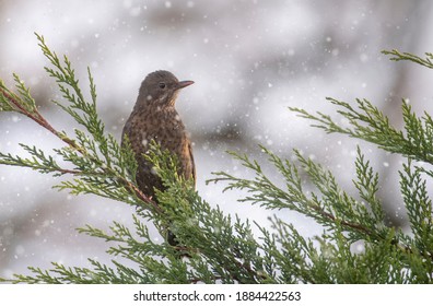 Hen Blackbird In A Tree In Snow