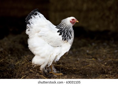 Hen Of Brahma Breed On Pile Of Manure