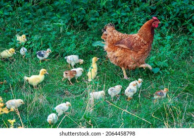 Hen with a brood of chickens and ducklings - Shutterstock ID 2064458798