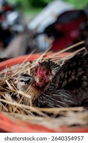 A hen is brooding her chicks and eggs in a straw nest They look at the camera.