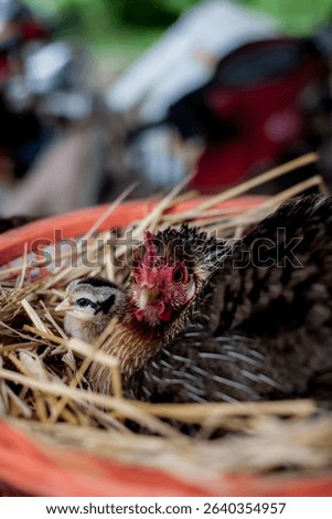 A hen is brooding her chicks and eggs in a straw nest They look at the camera.