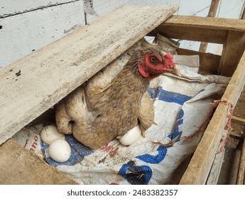 The hen is brooding on her eggs in the wooden box. 
