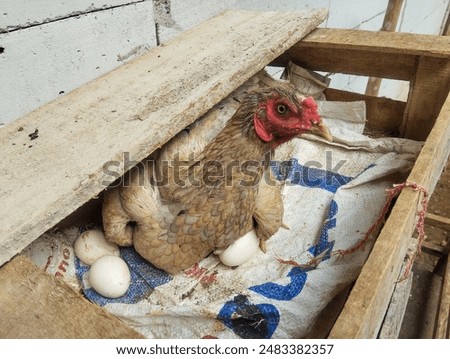 The hen is brooding on her eggs in the wooden box. 