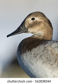 Hen Canvasback