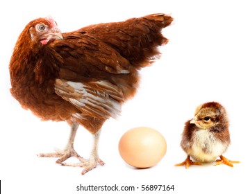 Hen, Chick And Egg In Studio Against A White Background.