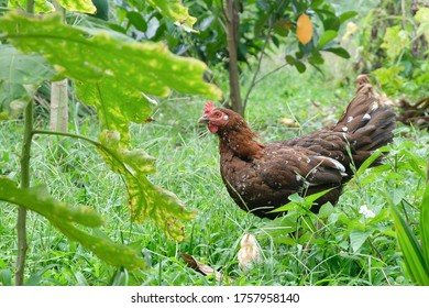 Hen and chick in the grass field