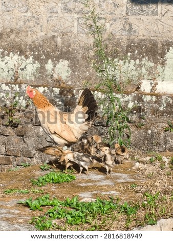 Hen with its Chick grouped