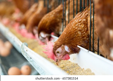 Hühner, Hühnereier und Hühner, die in landwirtschaftlichen Betrieben Lebensmittel essen