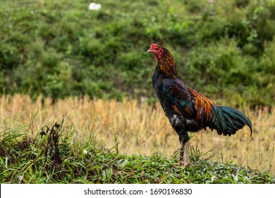 Hen and Chicken on a Farm