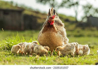 Hen and chicken outdoors eating on a green grass in the sun. hen agrarian poultry chick  . Organic poultry farm. nature farming. Free range chickens.