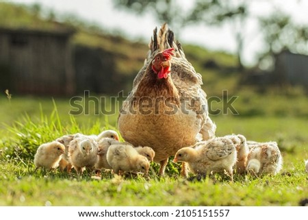  Hen and chicken outdoors eating on a green grass in the sun. hen agrarian poultry chick  . Organic poultry farm. nature farming. Free range chickens. 