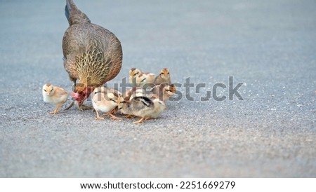 Hen and chickens roam freely on the ground in the vicinity of the yard. Mom teaches little chicks to find their own food on their own. Chicks feel safe next to their mother. Free range bird.