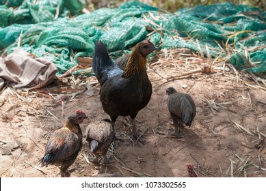Hen with chicks