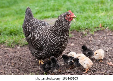 Hen And Chicks