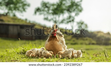 Hen with chicks in group on an outdoor farm. poultry grazing on a sunny day. Natural green pasture farm with free range hens and chickens eating grass